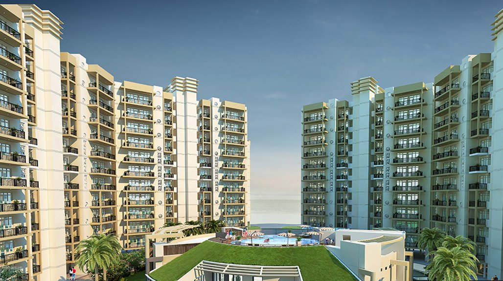 Orris Aster Court Premier